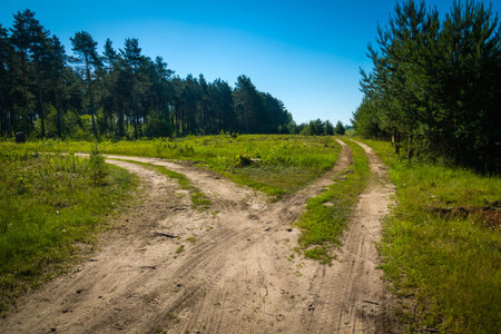 Dirty sandy road in the summer forest and blue sky.の写真素材