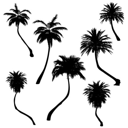 Detailed tall palm trees black silhouette illustration.のイラスト素材