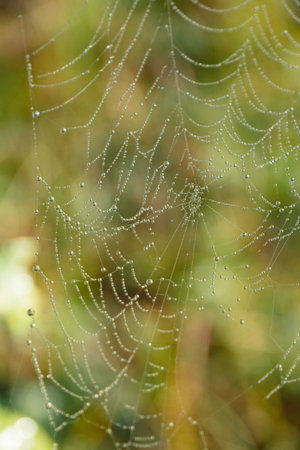Spider web covered with morning dew drops, natural background.