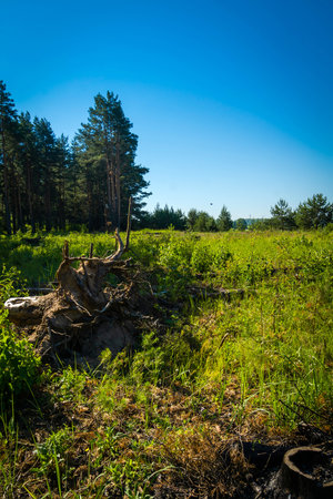 Pine trees, green grass field and blue sky.の写真素材