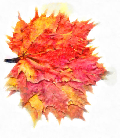 Dry colorful autumn maple leaves in a bouquet, edited photo, digital watercolor effect.の写真素材