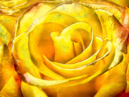 Bright yellow roses illustration, digital painting effect, photo manipulation.の写真素材