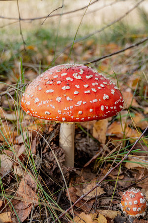 Toadstool, fly agaric glowing in the autumn forest.の写真素材