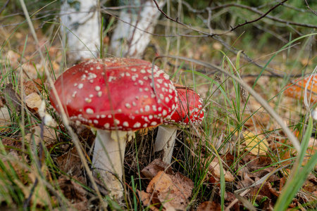 Toadstool, fly agaric glowing in the autumn forest.の写真素材