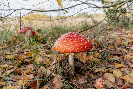 Toadstool, fly agaric glowing in the autumn forest.の写真素材