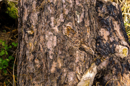 Close up of bark of the pine tree as natural background.の写真素材