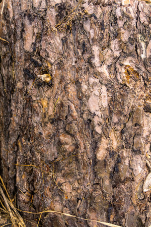Close up of bark of the pine tree as natural background.の写真素材
