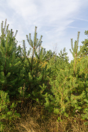 Young small pine trees and yellow weed over blue sky.の写真素材