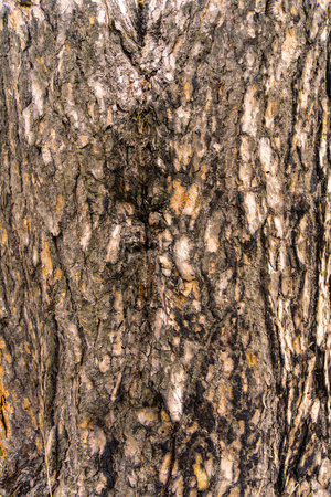 Close up of bark of the pine tree as natural background.の写真素材