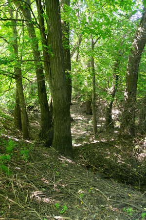 Trees and small stream in the summer forest.の写真素材
