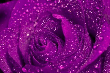 Close up photo with shallow focus, purple rose in water drops.の写真素材