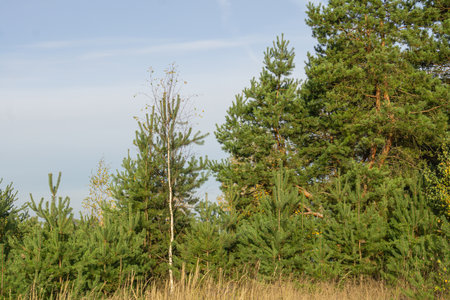 Young small pine trees and yellow weed over blue sky.の写真素材