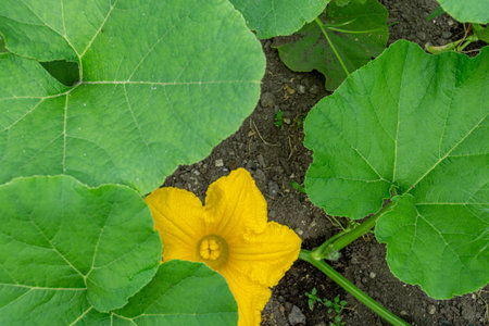 Flowering pumpkin, yellow pumpkin flower in the garden.の写真素材