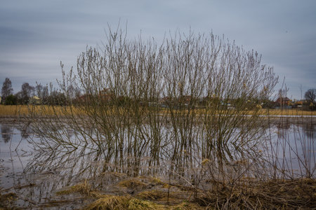 Early spring flood of the river, rural landscape.の写真素材