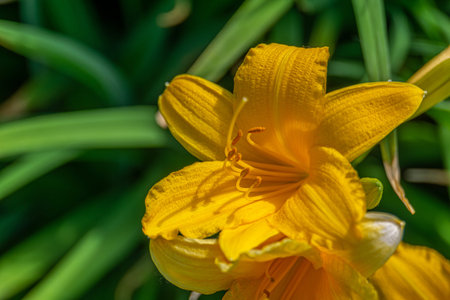 Decorative yellow lily flowers blooming in the garden.