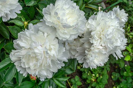 Decorative white peony flowers blooming in the garden.の写真素材