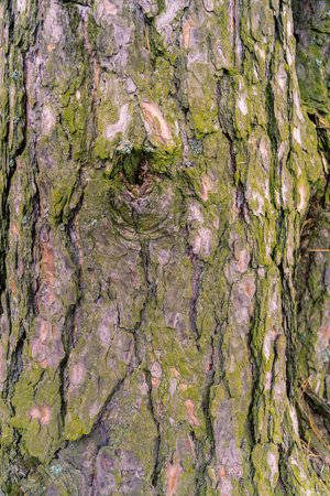 Close up of bark of the pine tree as natural background.の写真素材