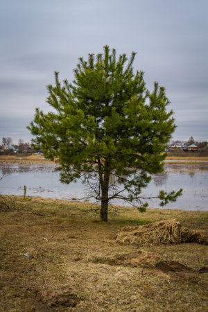 Early spring flood of the river, rural landscape.の写真素材