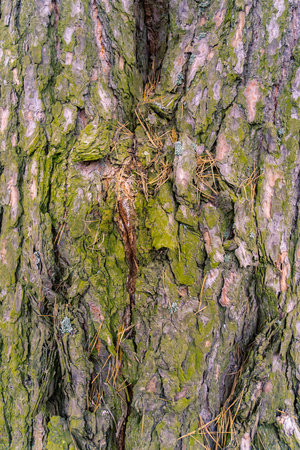 Close up of bark of the pine tree as natural background.の写真素材