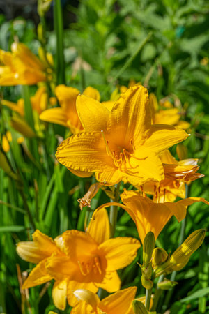 Decorative yellow lily flowers blooming in the garden.の写真素材