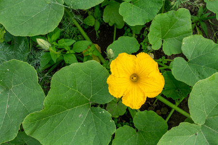 Flowering pumpkin, yellow pumpkin flower in the garden.の写真素材