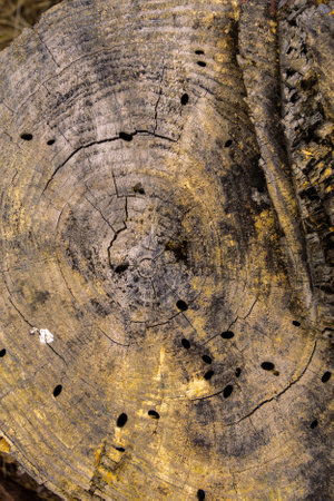Top view macro photo of stump texture with annual rings, cracks, saw marks as natural background.の写真素材