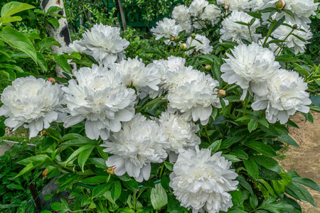 Decorative white peony flowers blooming in the garden.の写真素材