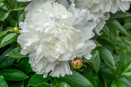 Decorative white peony flowers blooming in the garden.の写真素材