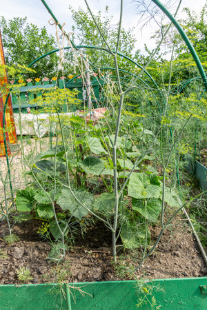 Green cucumber plants with yellow flowers growing in garden on summer day.の写真素材