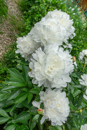Decorative white peony flowers blooming in the garden.の写真素材