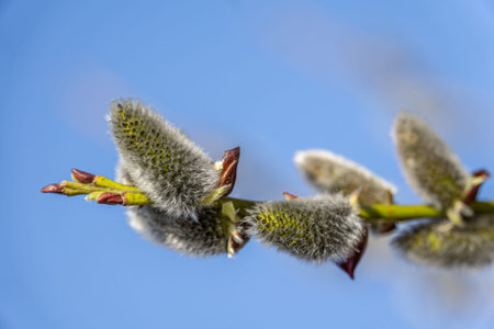 Fluffy catkins on willow branches against blue sky background.