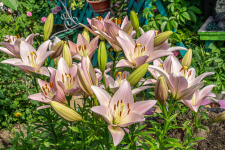 Soft pink color lily flowers blooming in the summer garden.の写真素材