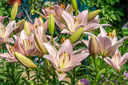 Soft pink color lily flowers blooming in the summer garden.の写真素材