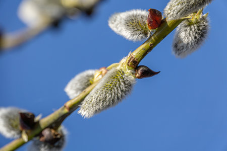 Fluffy catkins on willow branches against blue sky background.の写真素材