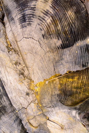 Top view macro photo of stump texture with annual rings, cracks, saw marks as natural background.の写真素材