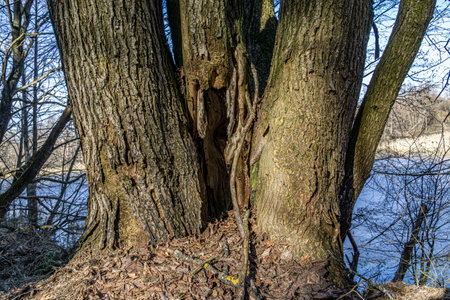 Detailed photo of three connected trees close up, natural themed background.の写真素材