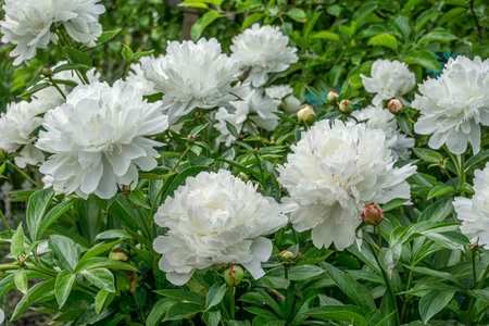 Decorative white peony flowers blooming in the garden.の写真素材