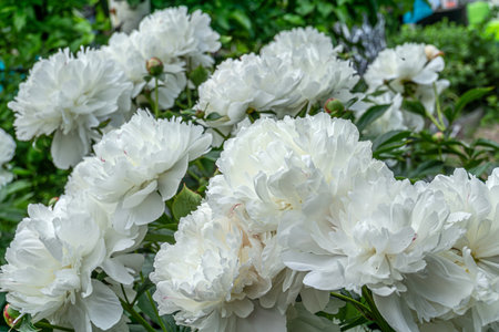 Decorative white peony flowers blooming in the garden.の写真素材
