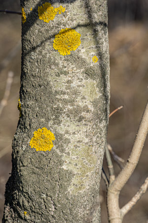 Close up photo Lichen Xanthoria polycarpa on old aspen tree, natural background.の写真素材