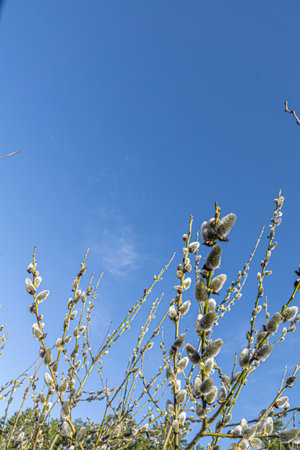 Fluffy catkins on willow branches against blue sky background.の写真素材