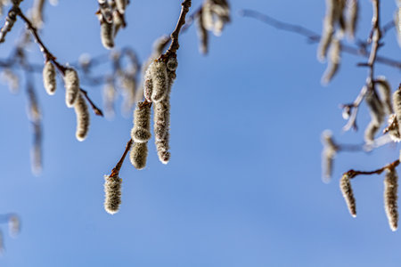 Spring blooming of European aspen or Quaking Aspen catkins, over blue sky background.の写真素材
