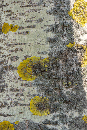 Close up photo Lichen Xanthoria polycarpa on old aspen tree, natural background.