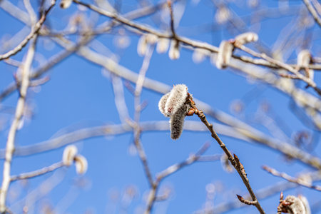 Spring blooming of European aspen or Quaking Aspen catkins, over blue sky background.の写真素材