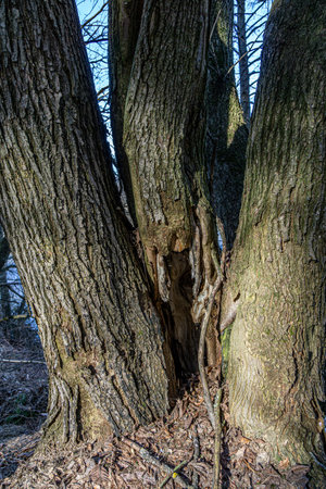 Detailed photo of three connected trees close up, natural themed background.の写真素材