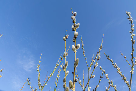 Fluffy catkins on willow branches against blue sky background.