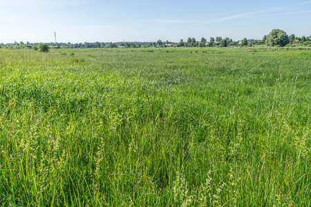 Summer wild meadow with grass and flowers and blue sky, wild nature photo.の写真素材