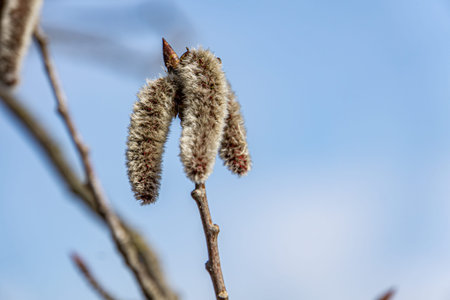 Spring blooming of European aspen or Quaking Aspen catkins, over blue sky background.