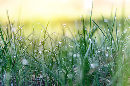 Photo capturing the beauty of dew drops on fresh green grass. This serene image evokes nature's tranquility and renewal, ideal for nature-themed designs, backgrounds, and wellness concepts.の写真素材