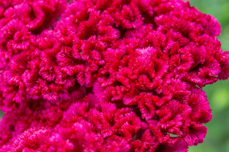 Macro photo of the unique Celosia Cristata flower. Ideal for botanical enthusiasts and garden-themed designs, the close-up view highlights the beauty and complexity of this captivating flower species.の写真素材