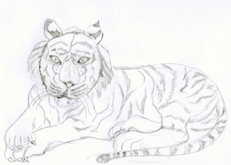 Abstract line art pencil sketch of a laying tiger. Ideal for wildlife and nature projects, digital art, greeting cards, minimalist line drawing captures the beauty and strength of the tiger.の写真素材